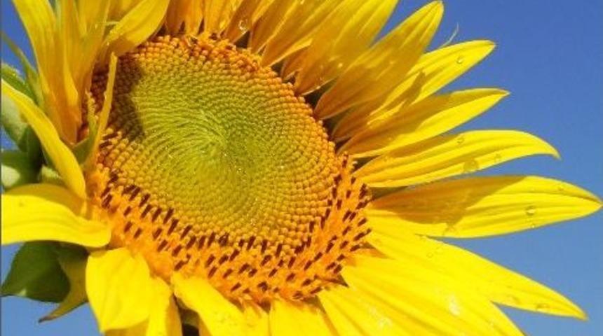 Ay&ccedil;i&ccedil;ekleri Trakya&rsquo;da A&ccedil;maya Başladı
