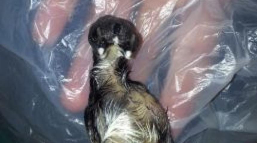 Nusaybin&rsquo;de 2 Gagalı 3 G&ouml;zl&uuml; Civciv Doğdu