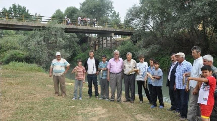 Deredeki Balık &Ouml;l&uuml;mlerine Valilik El Koydu