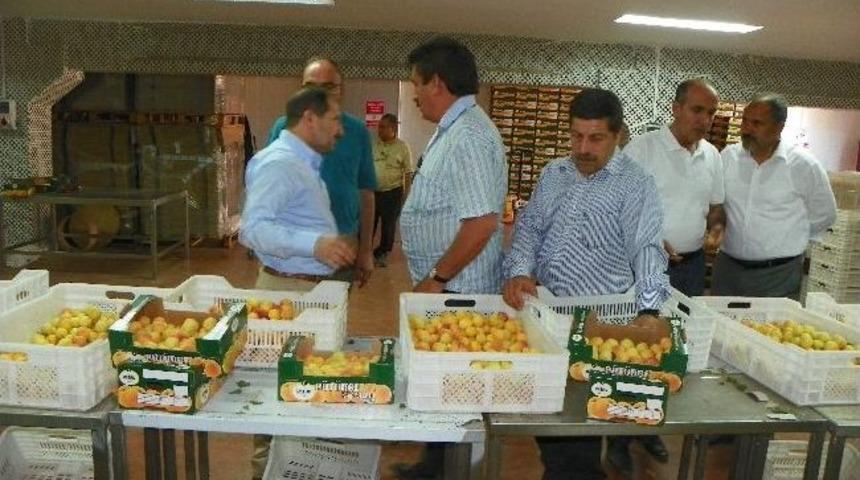 Ak Parti Millekvekili &Ouml;z, Soğuk Hava Deposunda İnceleme Yaptı