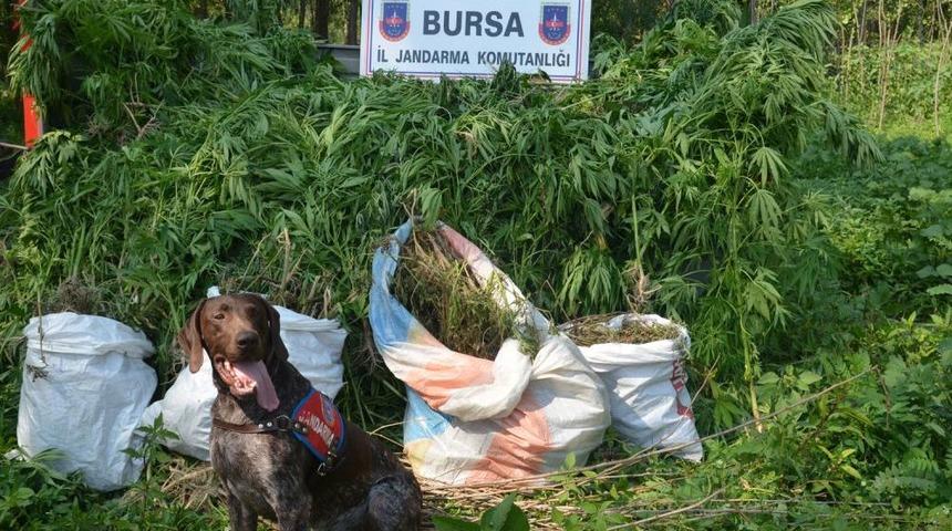 Bursa'da Uyuşturucu Operasyonu