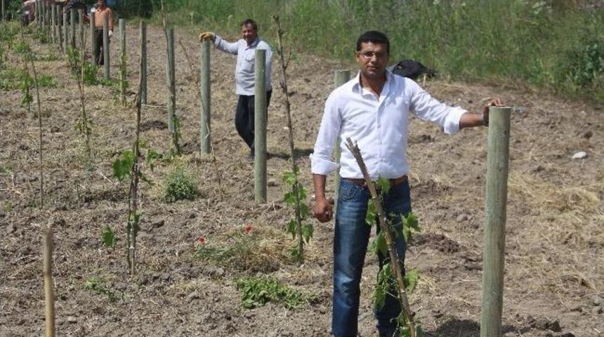 Saruhanlı'da Bağlarda Ahşap Direk Uygulamasına D&ouml;n&uuml;ş