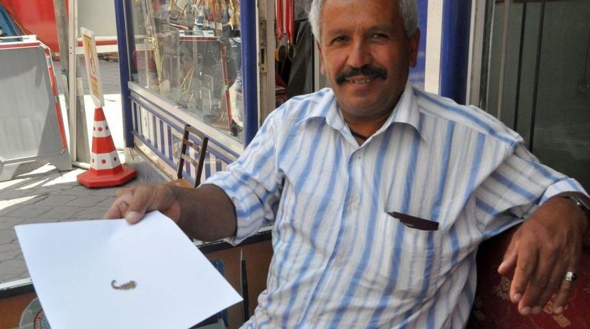 Akrep Sokmaları Hastanelik Ediyor