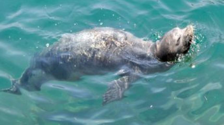 Alanya'da Fok Balığı Heyecanı