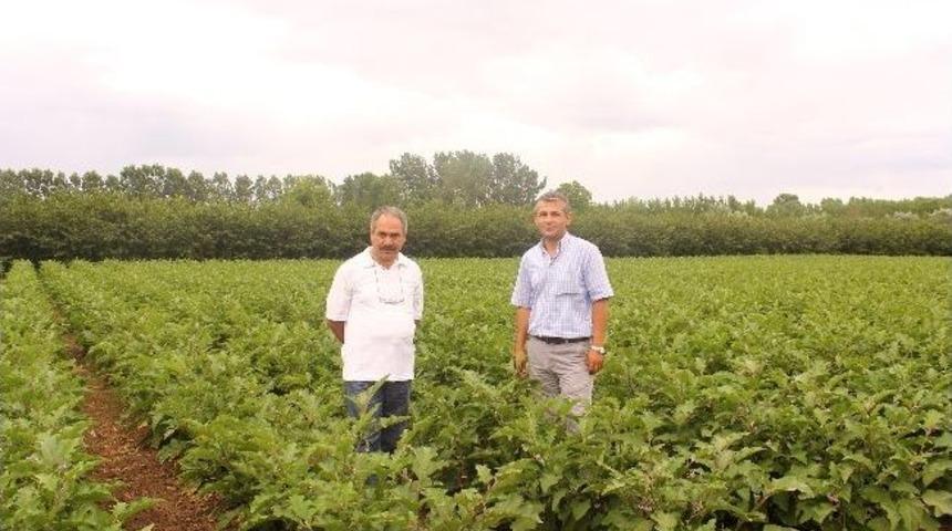 &Ccedil;arşamba Ovası&rsquo;nda Sebze &Uuml;reticisinin Y&uuml;z&uuml; G&uuml;ld&uuml;