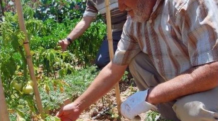 Huzur Bah&ccedil;elerine Yoğun İlgi