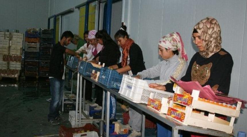 K&ouml;pr&uuml;başı&rsquo;ndan Isparta Kayısısı İhra&ccedil; Ediliyor