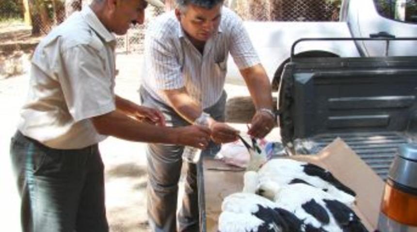 Yavru Leyleklere Milli Parklar M&uuml;hendisliği Sahip &Ccedil;ıktı