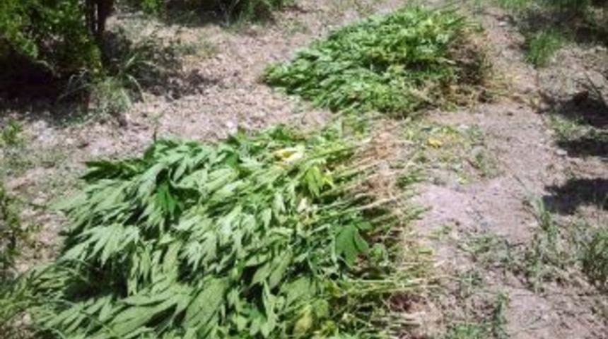 Uyuşturucu Operasyonlarında 13 G&ouml;zaltı