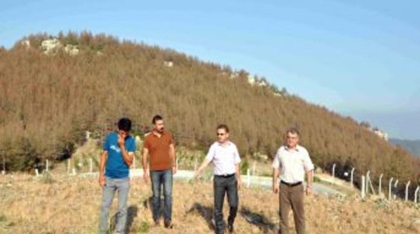 Doludan Zarar G&ouml;ren Alanlar Tekrar Ağa&ccedil;landırılacak