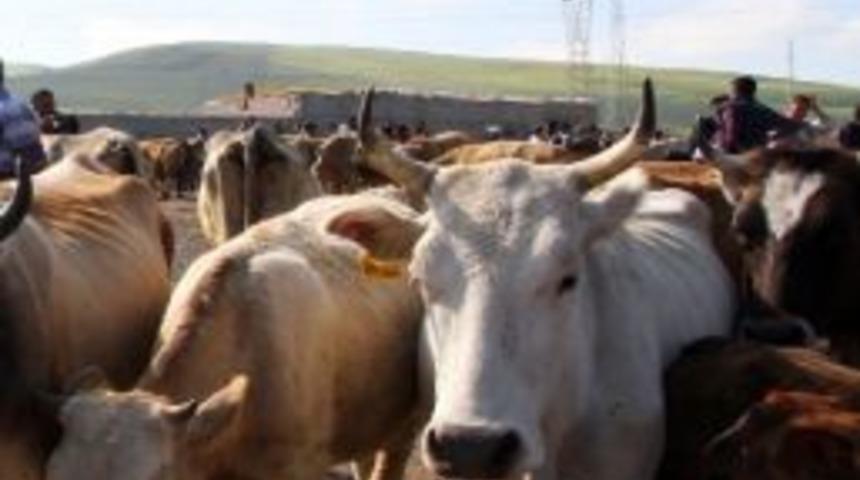 Ardahan'da Şap Karantinası Kısmen Kaldırıldı