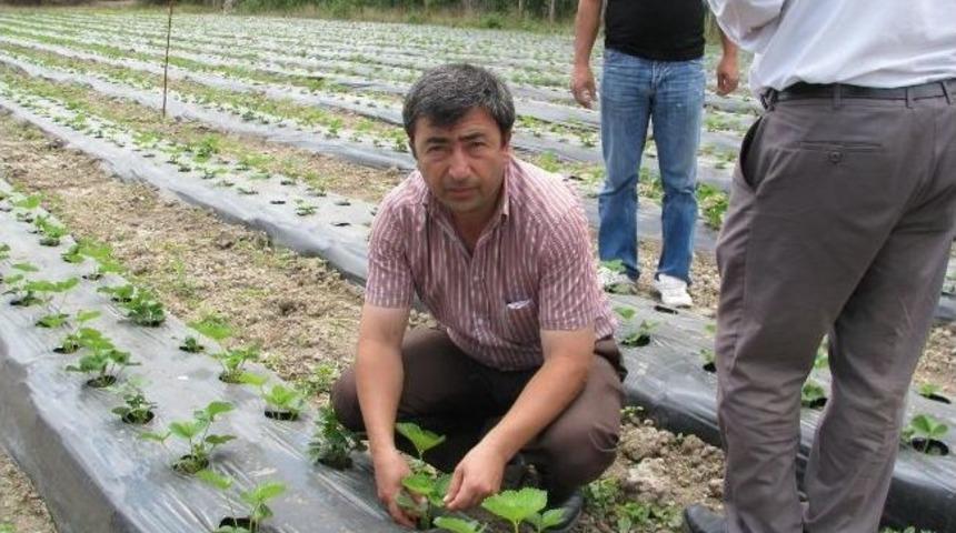 Sorgun&rsquo;da Bu Yıl İlk Kez &Ccedil;ilek Ekimi Yapıldı