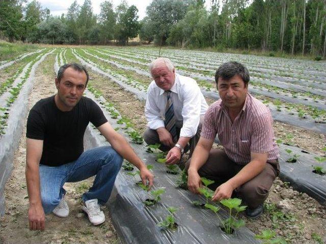 Sorgun’da Bu Yıl İlk Kez Çilek Ekimi Yapıldı 1