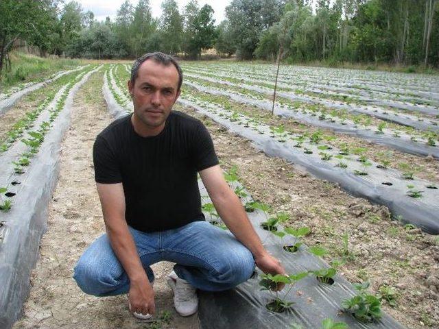 Sorgun&rsquo;da Bu Yıl İlk Kez &Ccedil;ilek Ekimi Yapıldı 2