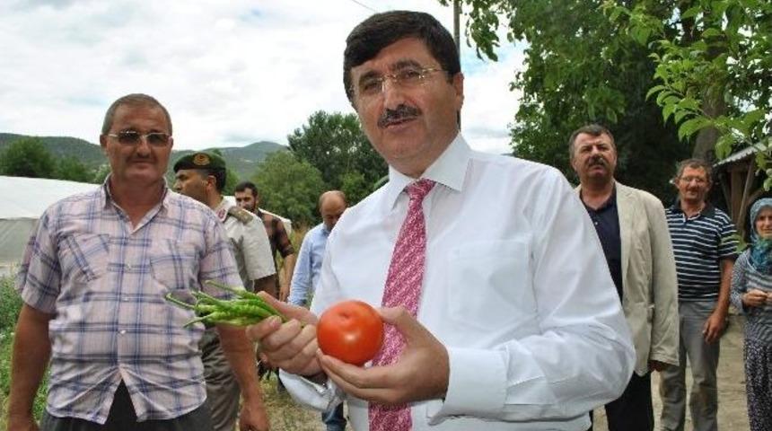 Validen Domateslere Kalite Testi