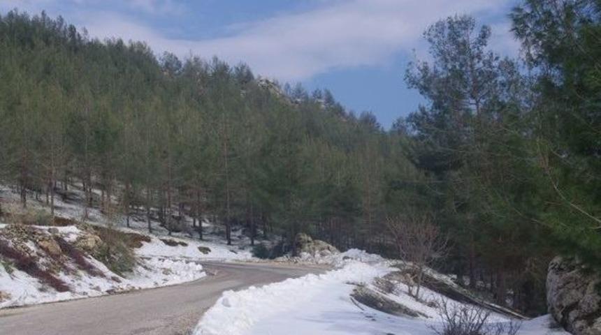 Doludan Zarar G&ouml;ren Ormanlık Alanlar Yeniden Ağa&ccedil;landırılacak