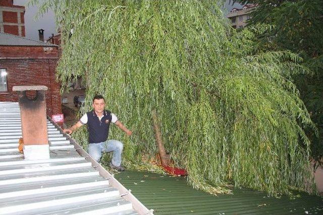 Babasının Diktiği Ağacı Kesmeye Kıyamayınca 1