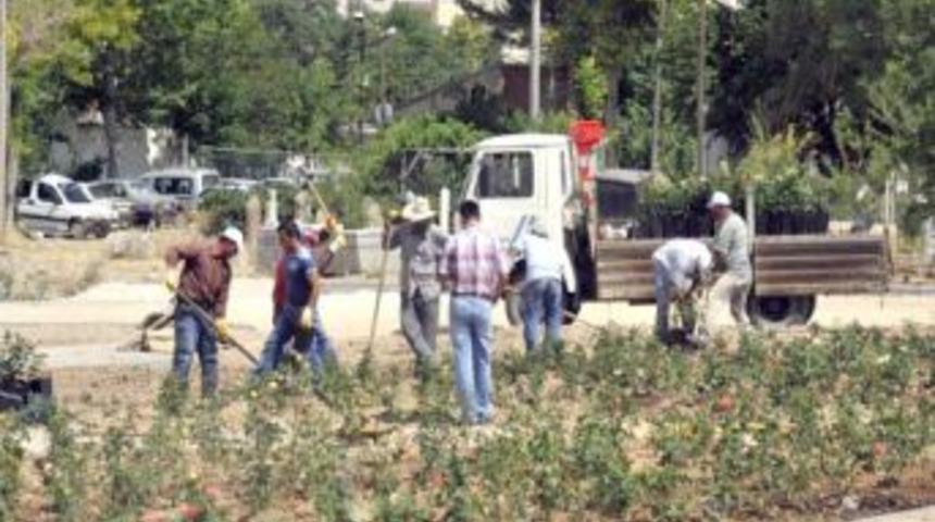 Karaman'da Mezarlığa 10 Bin G&uuml;l Ekildi