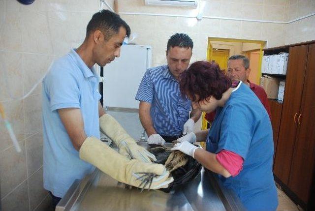 Ölmek Üzere Olan Yırtıcı Kuşu Tedavi Ettirdi 1