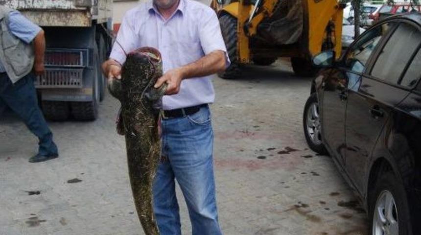 20 Kiloluk Yayın Balığını Elleriyle Yakaladı