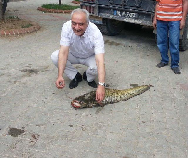 20 Kiloluk Yayın Balığını Elleriyle Yakaladı 1