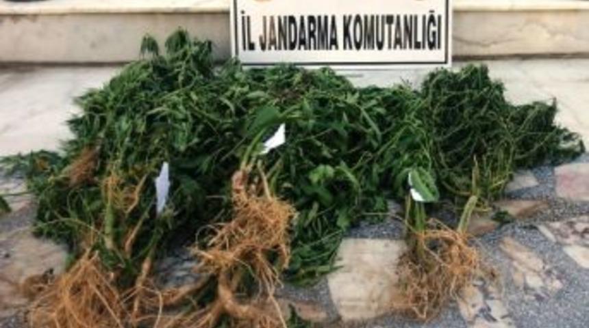 Sarıg&ouml;l&rsquo;de Uyuşturucuyla M&uuml;cadele