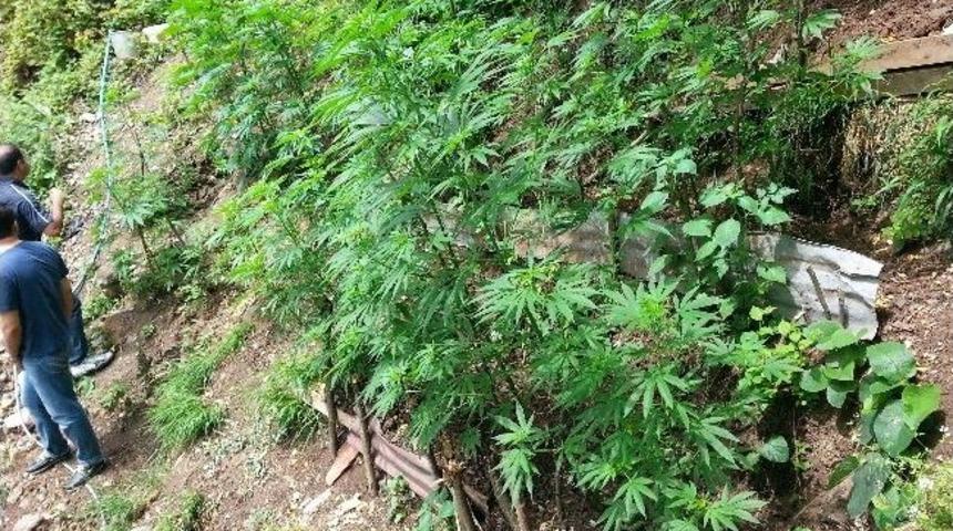 Trabzon Jandarması Uyuşturucuya Geçit Vermiyor