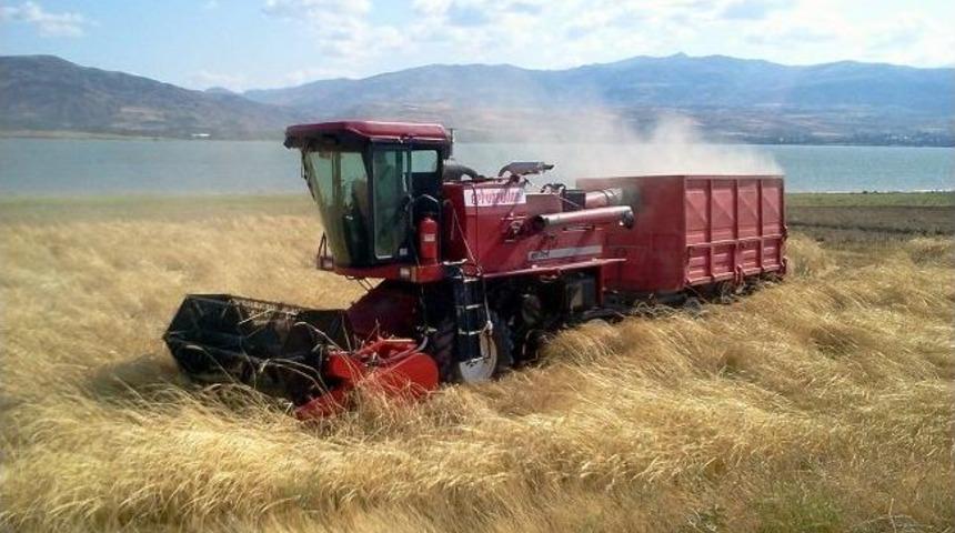 Suşehri’nde Buğday Hasadı Başladı