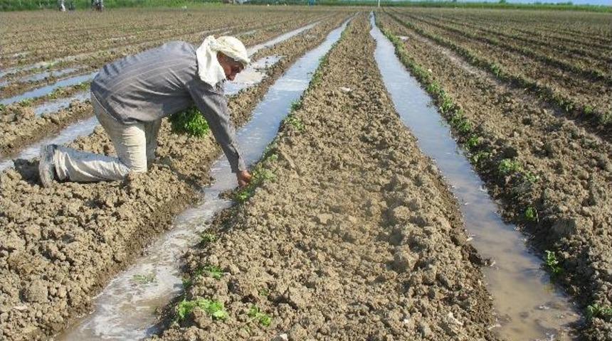 Saruhanlı&rsquo;da Organik Tarım Yaygınlaşıyor