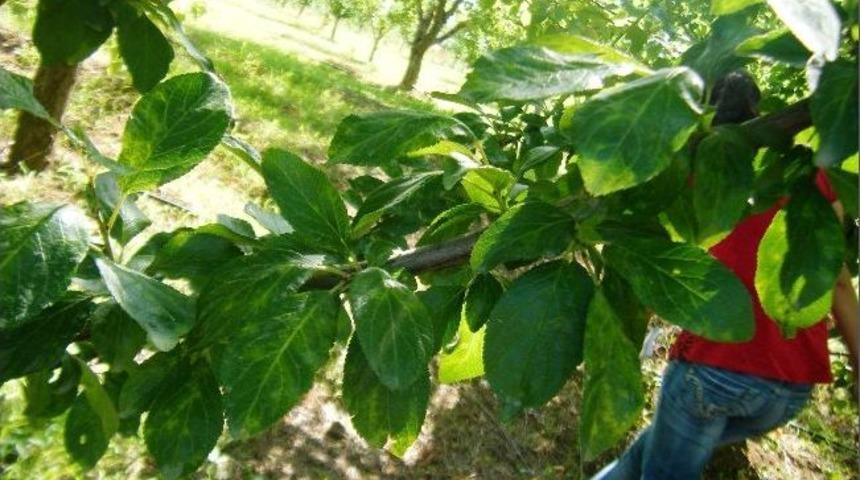 Şeftali Ve Kayısıda Şarka Vir&uuml;s&uuml;