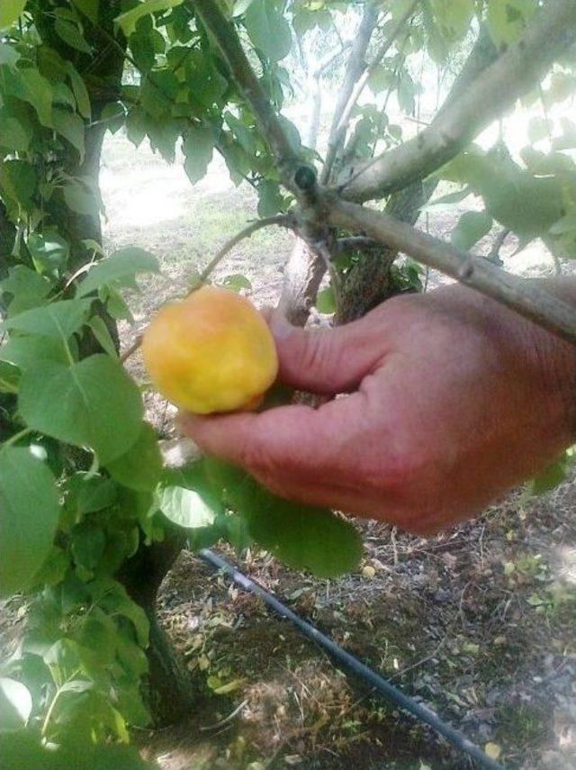 Şeftali Ve Kayısıda Şarka Vir&uuml;s&uuml; 1