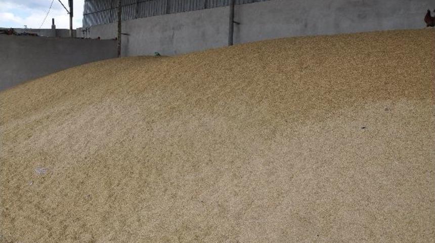 Tmo 18 Bin Ton Buğday Alımı Ger&ccedil;ekleştirdi