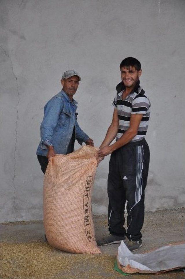 Tmo 18 Bin Ton Buğday Alımı Ger&ccedil;ekleştirdi 1