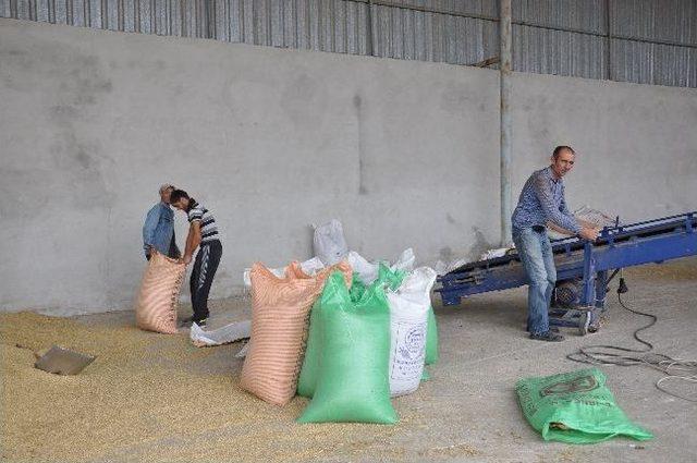 Tmo 18 Bin Ton Buğday Alımı Ger&ccedil;ekleştirdi 2