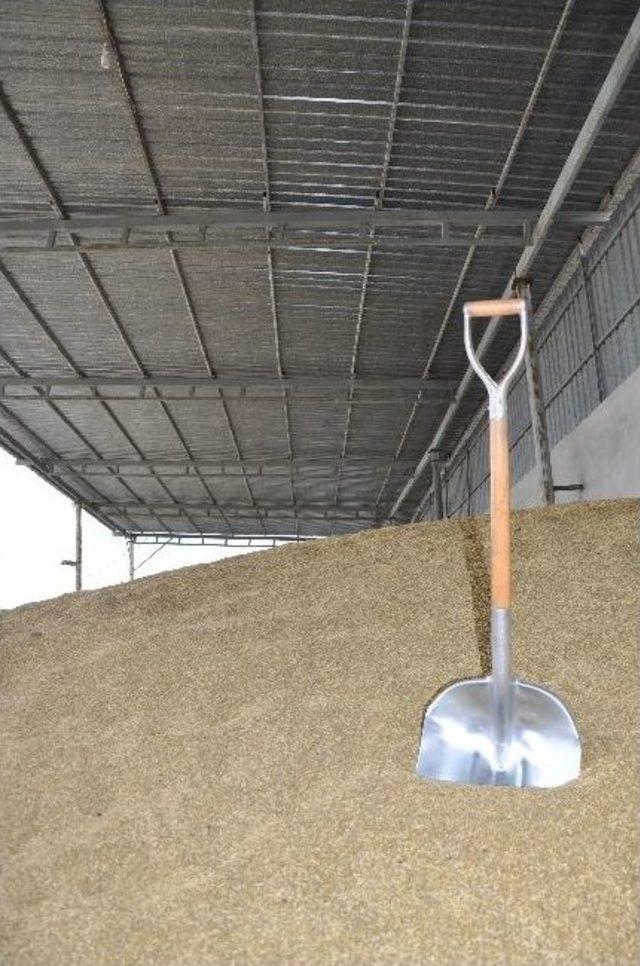 Tmo 18 Bin Ton Buğday Alımı Ger&ccedil;ekleştirdi 3