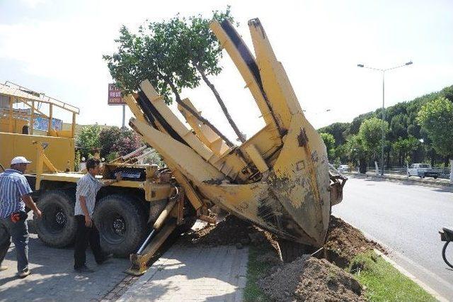 Aydın İstasyon Bulvarındaki Battı-çıktı Hattındaki Ağaçlar Yaşatılacak