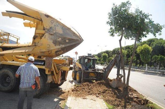 Aydın İstasyon Bulvarındaki Battı-çıktı Hattındaki Ağaçlar Yaşatılacak