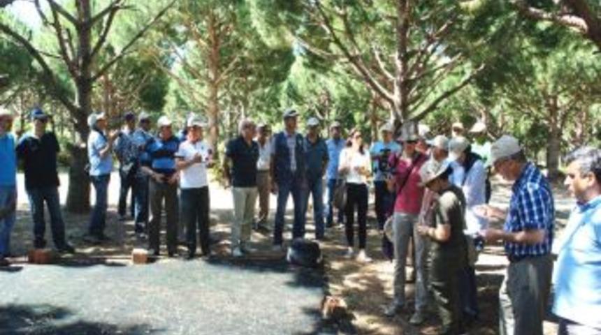 Kuzey Afrikalı Ormancılar İzmir&rsquo;de Fıstık &Ccedil;amı &Uuml;retimini &Ouml;ğrendi