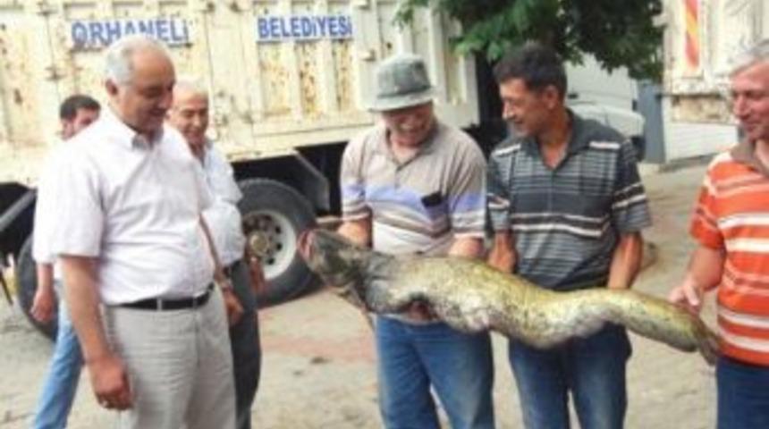 Bursa'da 20 Kiloluk Yayın Balığı Yakalandı