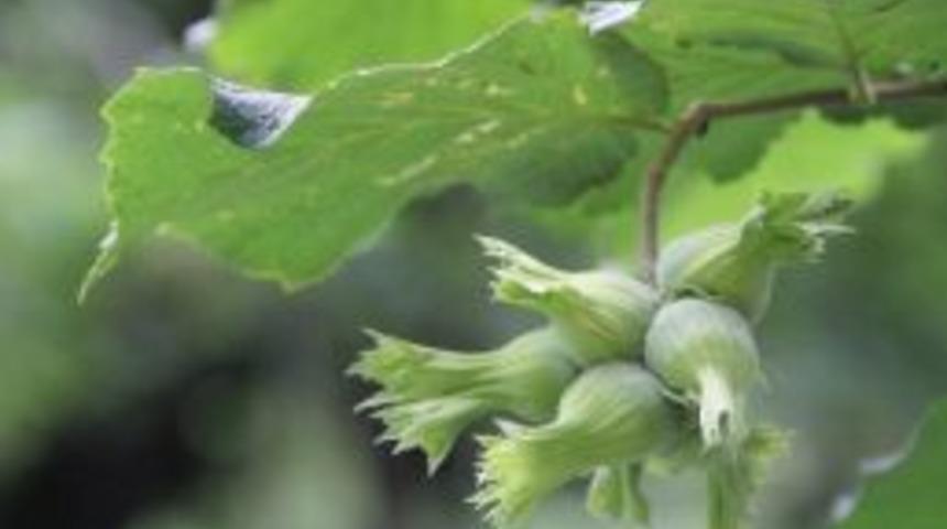 “fındık Bahçelerini Sulayın” Uyarısı