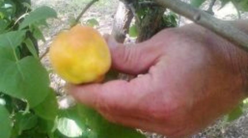 Sert &Ccedil;ekirdekli Kayısıda Şarka Vir&uuml;s&uuml; Tespit Edildi