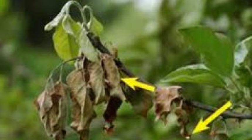 Yumuşak &Ccedil;ekirdekli Armutta Ateş Yanıklığı Tespit Edildi