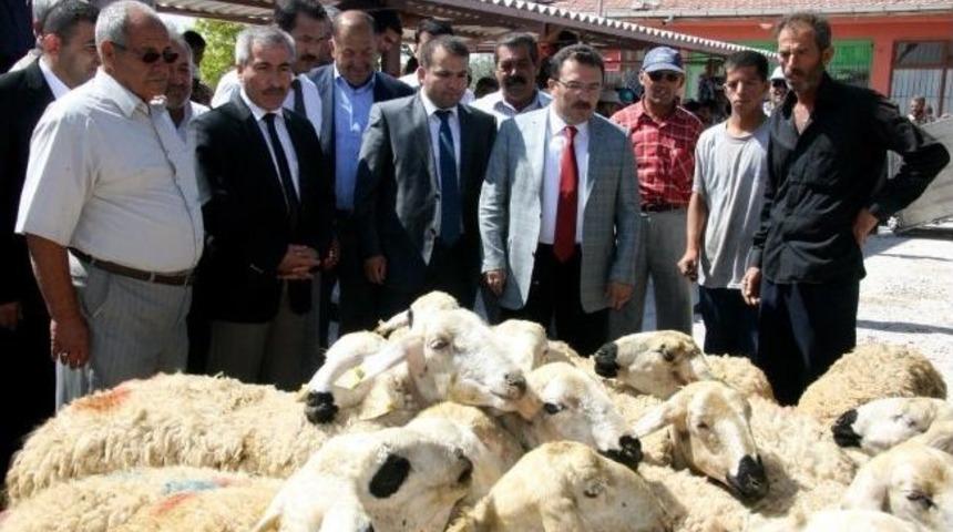 Aksaray&rsquo;da &Ccedil;ift&ccedil;ilere 600 Koyun 30 Ko&ccedil; Dağıtıldı