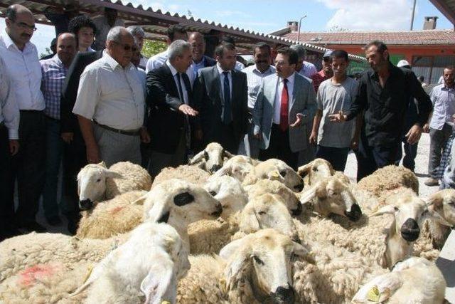 Aksaray’da Çiftçilere 600 Koyun 30 Koç Dağıtıldı