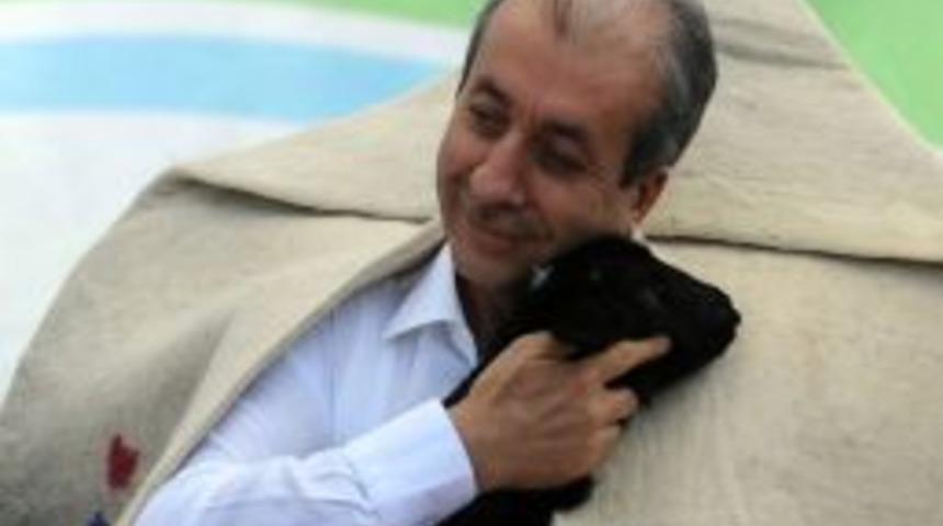 Islah Projesi, T&uuml;rkiye'de Koyun Ve Ke&ccedil;i Sayısını Artıracak