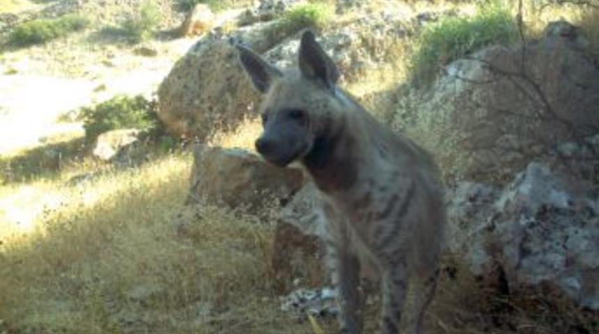 Cudi Dağı'nda Vahşi Hayat G&ouml;r&uuml;nt&uuml;leniyor