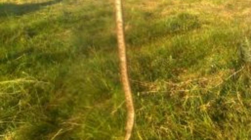 K&ouml;yl&uuml;ye Saldıran 3 Metrelik Yılan Etkisiz Hale Getirildi