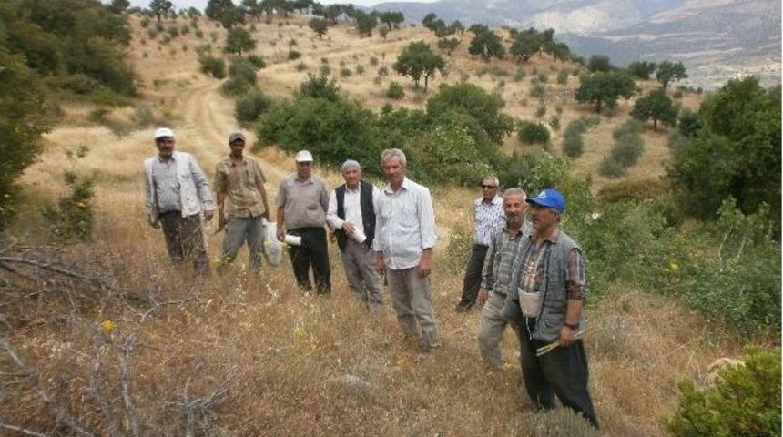 Karaman'da 7 Bin Antep Fıstığı Aşılandı