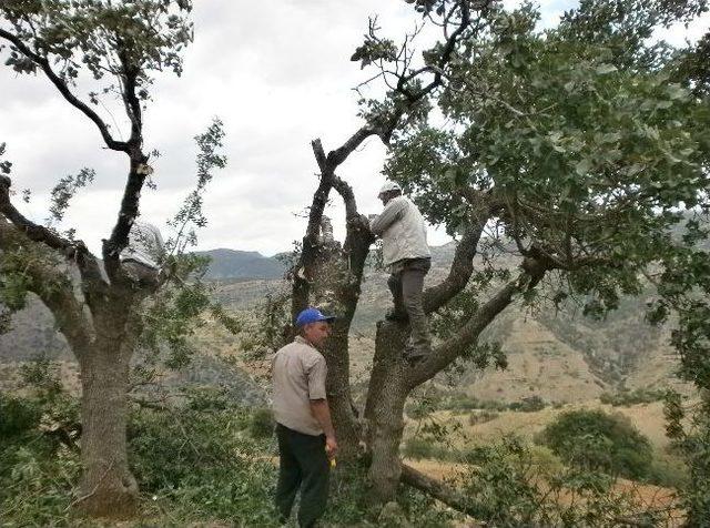 Karaman da 7 Bin Antep Fıstığı Aşılandı 1