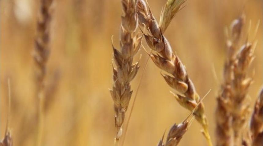 Uluslar Arası Mısır Ve Buğday Geliştirme Merkezi Y&ouml;neticileri, Nevşehir&rsquo;de İncelemelerde Bulundu